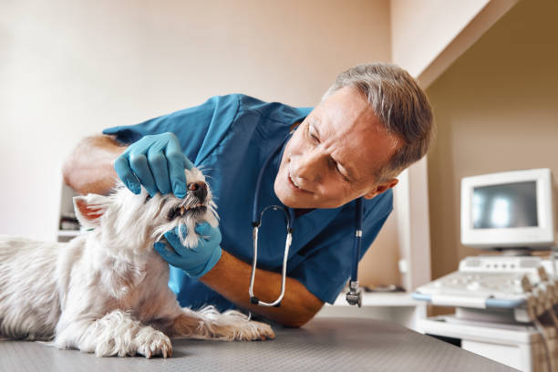 Best Emergency Root Canal Treatment in Holly, MI